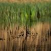 Riflessi all'alba