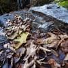 Colori d'autunno