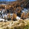 Larici in autunno
