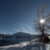 Luce tra i rami