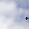 falco cuculo