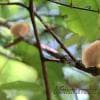 Funghi sull'albero