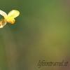Orchidea selvatica