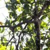 Picchio tra gli alberi