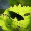 Farfalla in controluce