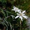 Stelle alpine