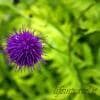 Fiori di montagna