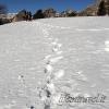 Tracce nella neve