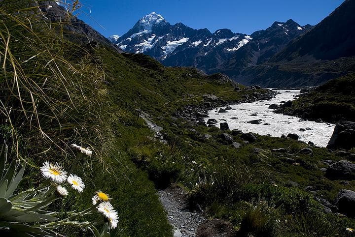 Fiori in primo piano e paesaggio sullo sfondo