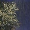 Neve