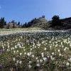 Crocus al passo del Gotro