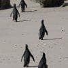 Pinguini al capo di Buona Speranza