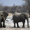 Elefanti nell'Etosha N.P.