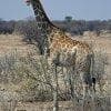 Giraffa