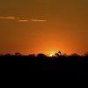 Giraffe al tramonto