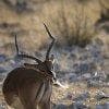 Impala maschio