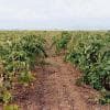 Vigneti nel trapanese