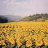 Campo di girasoli