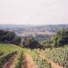 Vigneti e colline