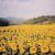 Articoli - Viaggi - Sguardi d'Italia - Toscana 1998