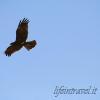 Falco a caccia