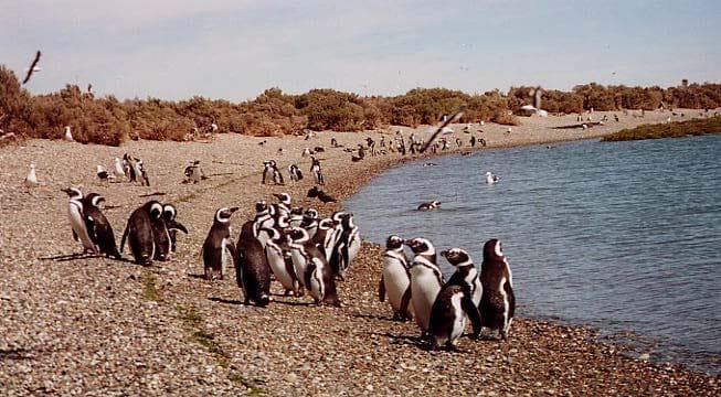 Pinguini di Magellano