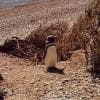 Pinguino di magellano