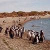Pinguini in spiaggia