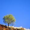 Solitario