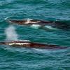 Balene di Humpback
