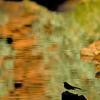 Riflessi nel canyon