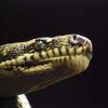 Taipan