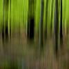 Immersi nella foresta