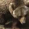 Orso bruno