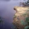 Caimani nel Pantanal