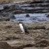 Yellow eyed penguin