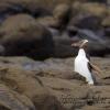 Pinguino occhio giallo a Curio Bay