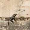 Iguana ai templi maya