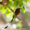 Volatile paradisiaco