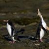 Pinguini a Curio bay