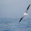 Wanderer albatros