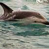 Dusky dolphins 