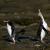Pinguini a Curio bay
