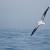 Wanderer albatros