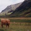 Bovini nella Glencoe