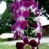 Orchidee