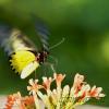 Farfalla in volo
