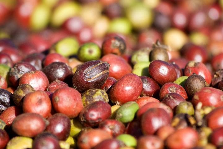 Il caffè secca al sole