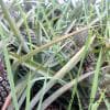 Campo di ananas