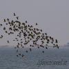 Uccelli migratori